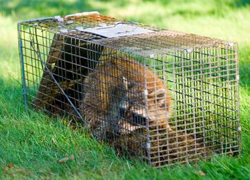 Orlando Commercial & Residential Wildlife Removal Services | A-Team Trappers